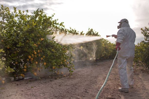 Best Cockroach Control Services  in Crainvle, IL