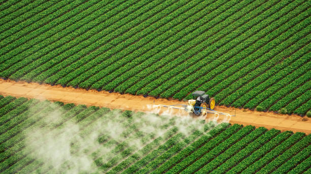 Best Local Pest Control Services  in Crainvle, IL
