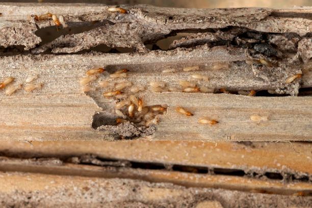 Best Affordable Pest Control Services  in Crainvle, IL